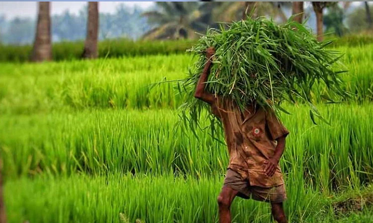 ಬೆಳೆ ನಷ್ಟ ಹೆಚ್ಚುವರಿ ಪರಿಹಾರ: ಇಂದೇ ರೈತರ ಖಾತೆಗೆ ಜಮೆ