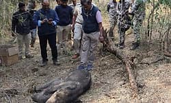 ಬಾಯಿಯ ಸೋಂಕಿನಿಂದ ತಿಂಗಳ ಮರಿಯಾನೆ ಸಾವು