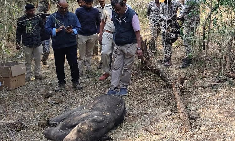 ಬಾಯಿಯ ಸೋಂಕಿನಿಂದ ತಿಂಗಳ ಮರಿಯಾನೆ ಸಾವು