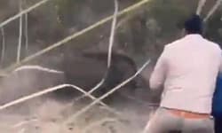 Viral Video; ಕಾಡುಹಂದಿ ದಾಳಿ: ಸಹೋದ್ಯೋಗಿಗಳ ಧೈರ್ಯದಿಂದ ಅರಣ್ಯ ಅಧಿಕಾರಿ ಪಾರು