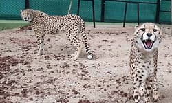 ಮೈಸೂರು ಮೃಗಾಲಯದಲ್ಲಿ ಆಫ್ರಿಕಾದ ಚೀತಾ ಸಾವು