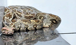 ಮನೆಯ ಬಾತ್ ರೂಂ ನಲ್ಲಿ ಹೆಬ್ಬಾವು ಪ್ರತ್ಯಕ್ಷ: ಬೆಚ್ಚಿಬಿದ್ದ ಮನೆಯವರು!