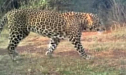 ಕುಷ್ಟಗಿ: ಹೋರಿ ಕರು ತಿಂದ ಚಿರತೆ; ಸ್ಥಳೀಯರಲ್ಲಿ ಹೆಚ್ಚಾಯ್ತು ಆತಂಕ!