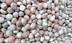 ಕಾಳುಮೆಣಸು, ಹಳೆ ಅಡಿಕೆ ಕಳವು  