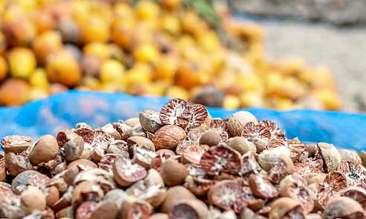 ಅಡಿಕೆ ನಿಷೇಧಕ್ಕೆ ಡಬ್ಲ್ಯೂಎಚ್‌ಓ ಹುನ್ನಾರ? ಕೇಂದ್ರದ ನೆರವಿಗೆ ಕ್ಯಾಂಪ್ಕೋ ಪತ್ರ