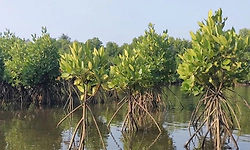 ಕುಂಬಳೆ ಕಾಂಡ್ಲಾವನ: ನಿರ್ಲಕ್ಷ್ಯಕ್ಕೊಳಗಾದ ನೈಸರ್ಗಿಕ ಜಲಲೋಕ