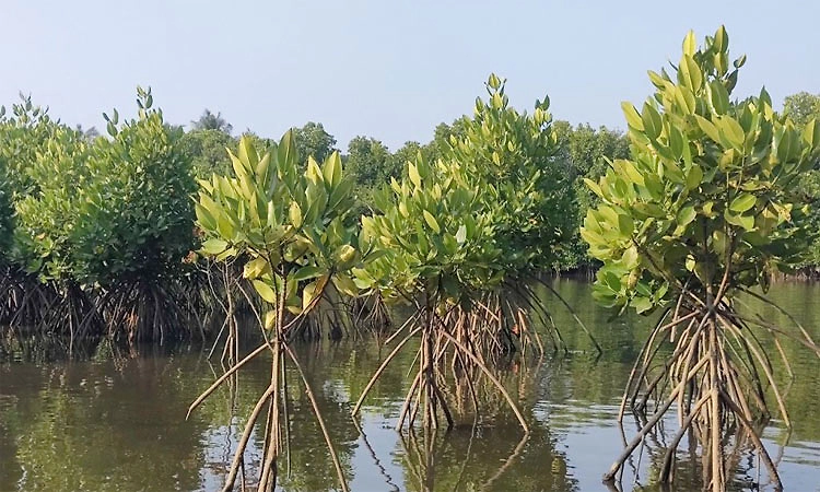 ಕುಂಬಳೆ ಕಾಂಡ್ಲಾವನ: ನಿರ್ಲಕ್ಷ್ಯಕ್ಕೊಳಗಾದ ನೈಸರ್ಗಿಕ ಜಲಲೋಕ