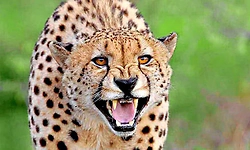 Sulya: ಕೊಲ್ಲಮೊಗ್ರು, ಜಾಲ್ಸೂರಿನ ಅಡ್ಕಾರಿನಲ್ಲಿ ಚಿರತೆ ಪ್ರತ್ಯಕ್ಷ