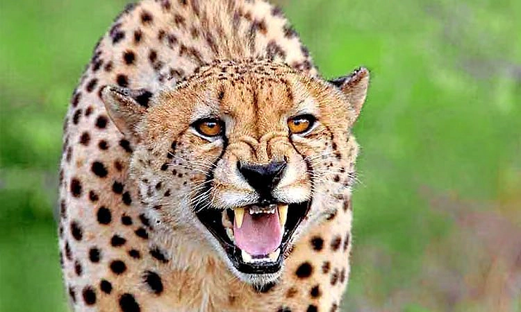 Sulya: ಕೊಲ್ಲಮೊಗ್ರು, ಜಾಲ್ಸೂರಿನ ಅಡ್ಕಾರಿನಲ್ಲಿ ಚಿರತೆ ಪ್ರತ್ಯಕ್ಷ