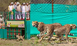 ಆಫ್ರಿಕಾದಿಂದ ಮಧ್ಯ ಪ್ರದೇಶದ ಕುನೊ ಉದ್ಯಾನಕ್ಕೆ ಬಂದ 9 ಚೀತಾ