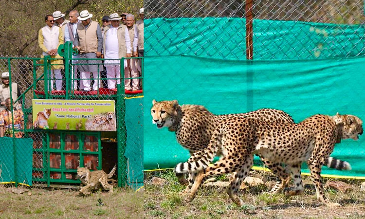 ಆಫ್ರಿಕಾದಿಂದ ಮಧ್ಯ ಪ್ರದೇಶದ ಕುನೊ ಉದ್ಯಾನಕ್ಕೆ ಬಂದ 9 ಚೀತಾ