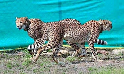 ಬೋಟ್ಸ್‌ವಾನದಿಂದ 9 ಚೀತಾ ಆಗಮನ: 48ಕ್ಕೇರಿದ ಸಂಖ್ಯೆ