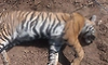 Tigress captured after fatal attacks in UP dies hours later