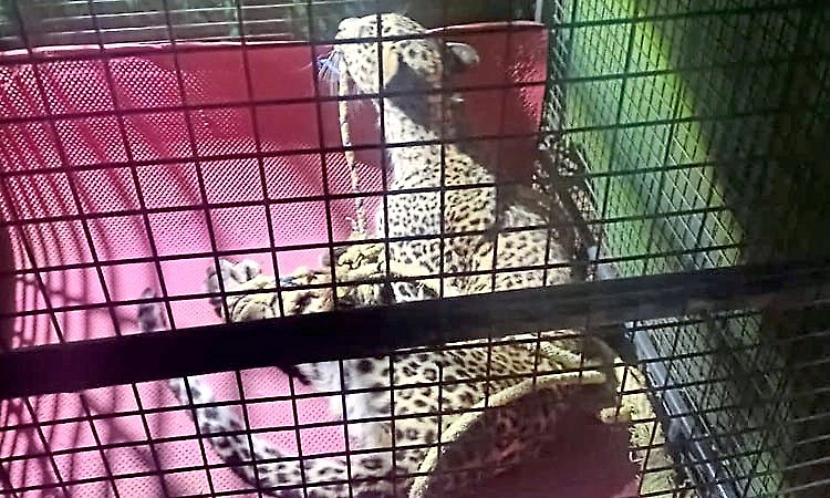 Hunsur: Residents trap leopard that attacked people in Huliyalu village