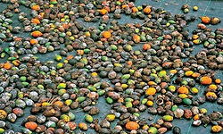 ರೋಗಬಾಧೆ ನಡುವೆ ಅಡಿಕೆ ಬೆಳೆಗಾರರಿಗೆ ಮತ್ತೊಂದು ಸಂಕಷ್ಟ