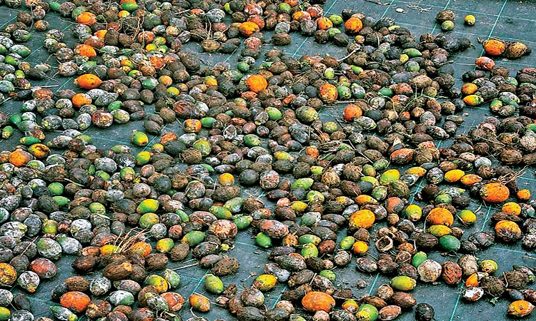 ರೋಗಬಾಧೆ ನಡುವೆ ಅಡಿಕೆ ಬೆಳೆಗಾರರಿಗೆ ಮತ್ತೊಂದು ಸಂಕಷ್ಟ