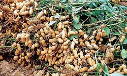 ಬಿಜೂರು, ಉಪ್ಪುಂದ ಭಾಗದಲ್ಲಿ ಕಪ್ಪು ಬಣ್ಣಕ್ಕೆ ತಿರುಗಿದ ನೆಲಗಡಲೆ