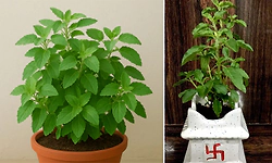 Tulsi plant: ಮನೆಯಲ್ಲಿ ಸಮೃದ್ಧಿ ಬೇಕೆ? ಈ ದಿಕ್ಕಿನಲ್ಲಿ ತುಳಸಿ ಗಿಡ ನೆಡಿ