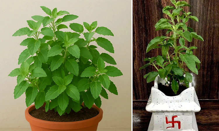 Tulsi plant: ಮನೆಯಲ್ಲಿ ಸಮೃದ್ಧಿ ಬೇಕೆ? ಈ ದಿಕ್ಕಿನಲ್ಲಿ ತುಳಸಿ ಗಿಡ ನೆಡಿ