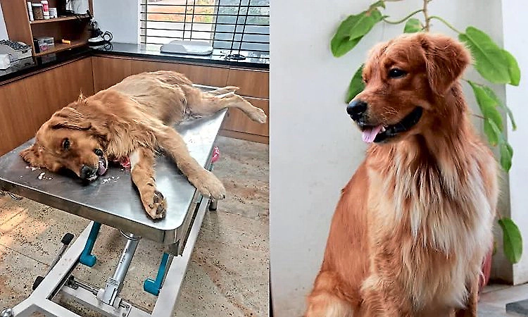 Two pet dogs die due to extreme heat in Mysuru, another in critical condition