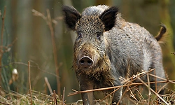 Woman seriously injured in wild boar attack in Chikkamagaluru