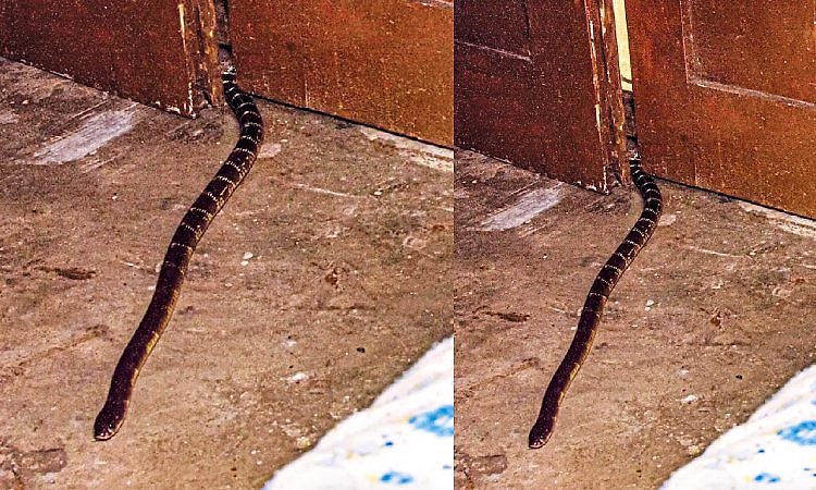 Kasaragod: ತಂಪು ತಾಣ ಅರಸಿ ಬರುವ ಹಾವುಗಳು... ಇರಲಿ ಎಚ್ಚರ!