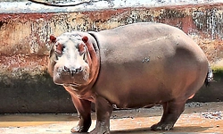 ವೈದ್ಯಲೋಕಕ್ಕೆ ಹೊಸ ಆಲೋಚನೆ ತೆರೆದಿಟ್ಟ ‘ ಹಂಸಿನಿ’ 