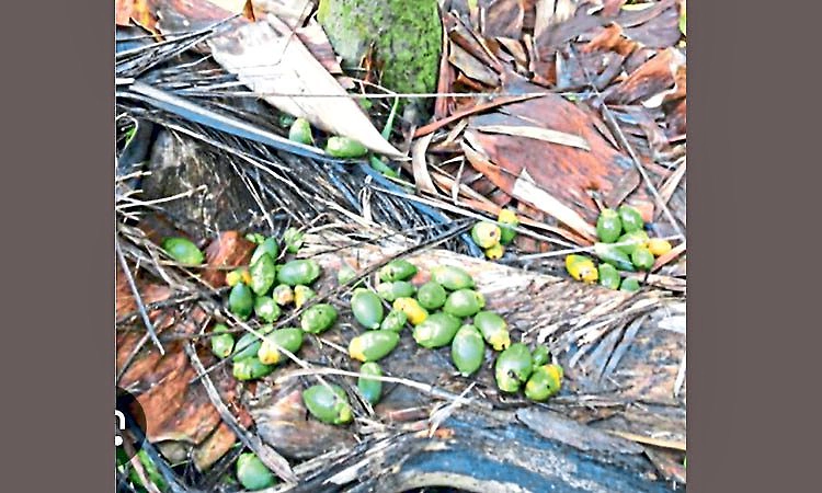 ಕೃಷಿಗೂ ಬಿಸಿಲಾಘಾತ!