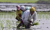 Govt readies contingency plans to counter El Nino threat to kharif season, says Shivraj Singh Chouhan