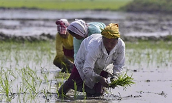 Govt readies contingency plans to counter El Nino threat to kharif season, says Shivraj Singh Chouhan