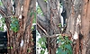 Bengaluru: ಎಚ್‌ಎಸ್‌ಆರ್‌ ಲೇಔಟ್‌ನಲ್ಲಿ 184 ಮರಗಳಿಗೆ ಕುತ್ತು