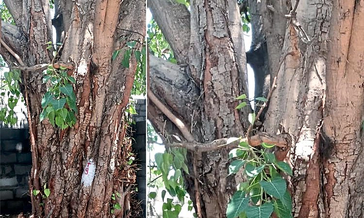 Bengaluru: ಎಚ್‌ಎಸ್‌ಆರ್‌ ಲೇಔಟ್‌ನಲ್ಲಿ 184 ಮರಗಳಿಗೆ ಕುತ್ತು