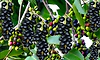 jamun fruit: ಮಾರುಕಟ್ಟೆಯಲ್ಲಿ ನೇರಳೆ ಸುಂದರಿ: ಭರ್ಜರಿ ಬೇಡಿಕೆ- ಔಷಧೀಯ ಗುಣಗಳ ಆಗರ