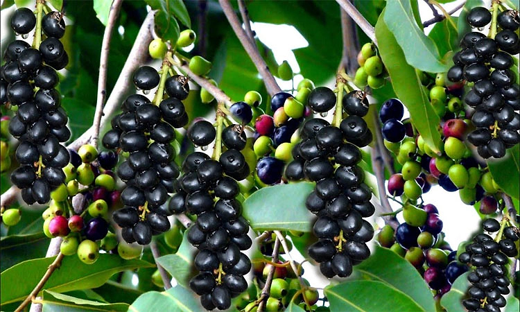 jamun fruit: ಮಾರುಕಟ್ಟೆಯಲ್ಲಿ ನೇರಳೆ ಸುಂದರಿ: ಭರ್ಜರಿ ಬೇಡಿಕೆ- ಔಷಧೀಯ ಗುಣಗಳ ಆಗರ
