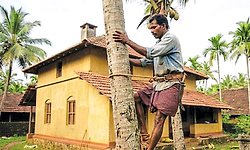 Mangaluru: ತೆಂಗಿನಮರ ಹತ್ತಲು ಜನ ಬೇಕಾಗಿದ್ದಾರೆ!