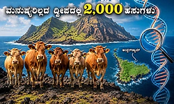 ನಿರ್ಜನ ಜ್ವಾಲಾಮುಖಿ ದ್ವೀಪದಲ್ಲಿ 130 ವರ್ಷ ಬದುಕಿದ ಹಸುಗಳು...!