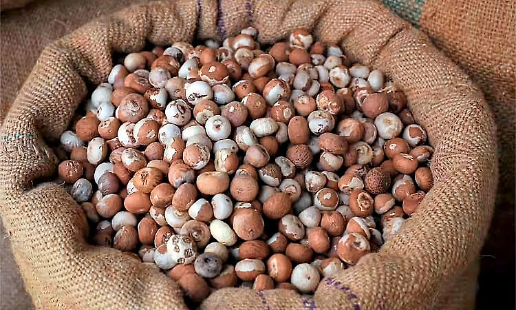 Arecanut moisture control: A challenge for farmers and traders