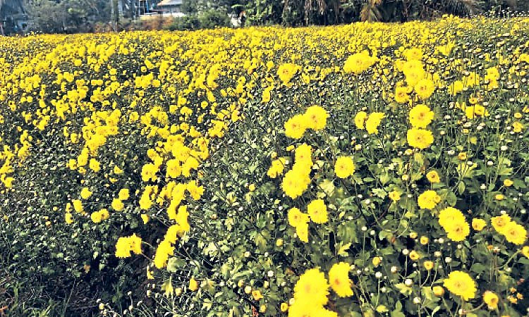 ಹೆಮ್ಮಾಡಿ ಸೇವಂತಿಗೆ  ಸಂರಕ್ಷಣೆಗೆ ತಳಿ ಬ್ಯಾಂಕ್‌
