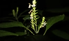 Rare flowering plant rediscovered in Assam's hills after 180 years