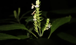 Rare flowering plant rediscovered in Assam's hills after 180 years