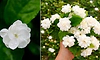 Jasmine Flower: ಮುಂಜಾನೆಯ ಮಲ್ಲಿಗೆ ಹೂ