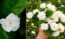 Jasmine Flower: ಮುಂಜಾನೆಯ ಮಲ್ಲಿಗೆ ಹೂ
