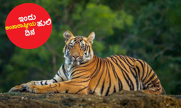 ಇಂದು ಅಂತಾರಾಷ್ಟ್ರೀಯ ಹುಲಿ ದಿನ: ಹುಲಿ ಸಂತತಿ ಉಳಿಯಲಿ, ಕಾಡು ಬೆಳೆಯಲಿ