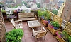 Terrace gardening: Easy plants to grow at home for a greener space