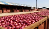 Kanda Express reaches Delhi with 453 tonnes of onions amid price rise