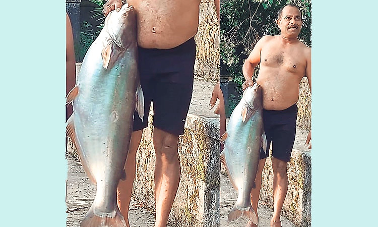 Malpe: 22-kg freshwater fish found in Kadekar temple pond