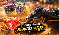 Kambala legend: ಹುಟ್ಟಿದ ಜನ್ಮ ಕೋಣವಾದರೂ ಸಾಧನೆಯಿಂದ ಧ್ರುವತಾರೆಯಾದ ಪಾಂಡು