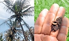 ಹಲವೆಡೆ ತೆಂಗಿನ ಮರಗಳಿಗೆ ಕಪ್ಪು ತಲೆ ಹುಳು ಬಾಧೆ
