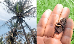 ಹಲವೆಡೆ ತೆಂಗಿನ ಮರಗಳಿಗೆ ಕಪ್ಪು ತಲೆ ಹುಳು ಬಾಧೆ