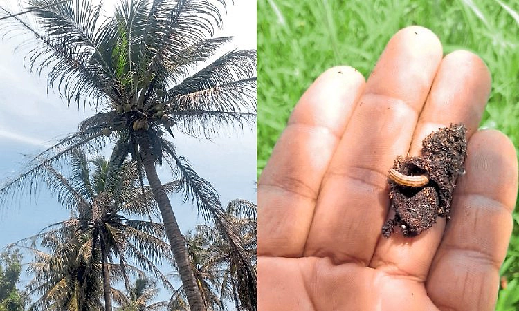 ಹಲವೆಡೆ ತೆಂಗಿನ ಮರಗಳಿಗೆ ಕಪ್ಪು ತಲೆ ಹುಳು ಬಾಧೆ